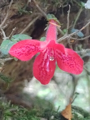 Asteranthera ovata