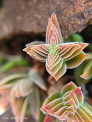 Crassula capitella
