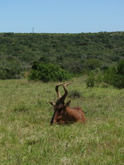 Alcelaphus buselaphus caama