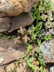 Crassula capitella