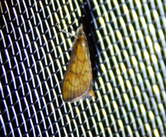 Ecpyrrhorrhoe rubiginalis