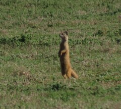 Cynictis penicillata