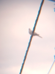 Streptopelia decaocto