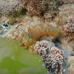 Parablennius incognitus