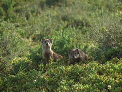 Cynictis penicillata