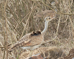 Eupodotis senegalensis