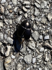 Geotrupes splendidus