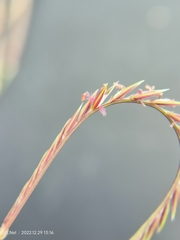 Microchloa caffra