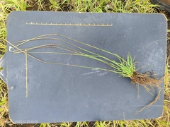 Microchloa caffra