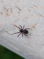 Steatoda albomaculata
