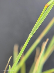 Microchloa caffra