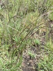 Microchloa caffra