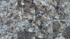 Cardiocondyla
