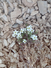 Arenaria ciliata multicaulis