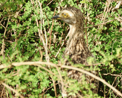 Burhinus capensis