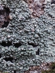 Pertusaria pertusa
