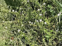 Lepidium graminifolium