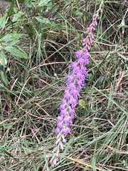 Liatris gracilis