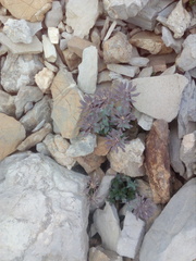 Noccaea rotundifolia