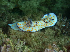 Goniobranchus annulatus