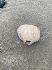 Cerastoderma edule