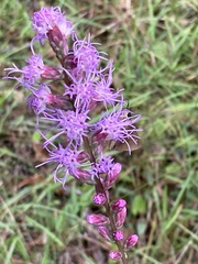 Liatris gracilis