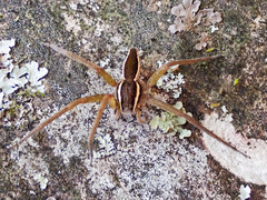 Nilus