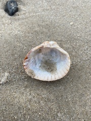 Cerastoderma edule