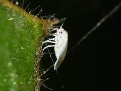 Aleyrodoidea