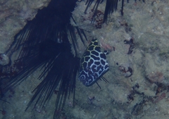 Gymnothorax favagineus