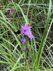 Liatris gracilis