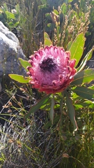 Protea magnifica