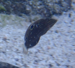 Halichoeres marginatus