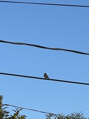 Tyrannus melancholicus