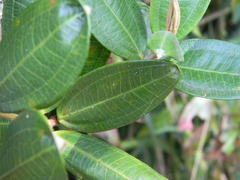 Miconia squamulosa