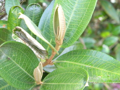 Miconia squamulosa