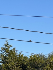 Tyrannus melancholicus