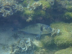 Sparus auratus