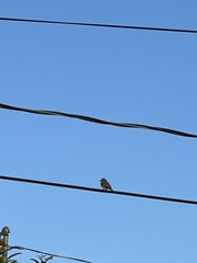 Tyrannus melancholicus