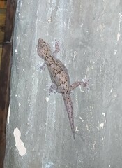 Chondrodactylus bibronii