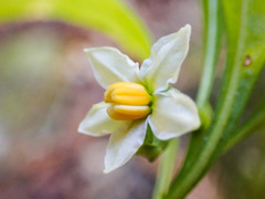 Solanum pseudocapsicum