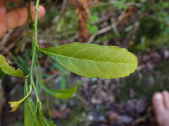Solanum pseudocapsicum