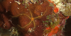 Ophiothrix suensoni