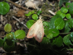 Miltochrista miniata