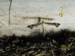 Platyptilia