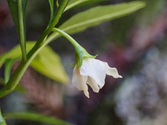 Solanum pseudocapsicum