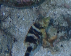 Cheilinus trilobatus