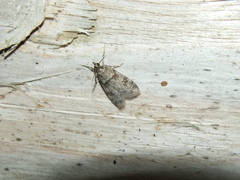 Scoparia subfusca