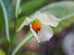 Solanum pseudocapsicum