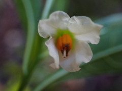 Solanum pseudocapsicum